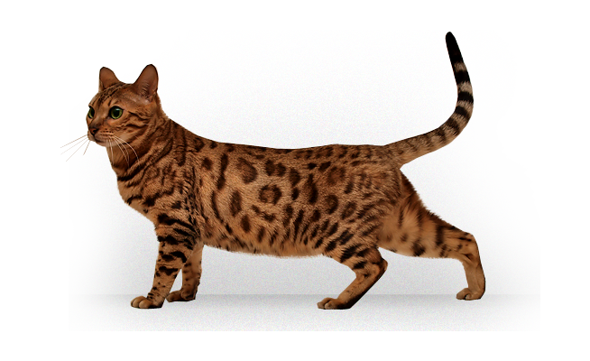 貓_貓咪_小貓_cat_PNG120