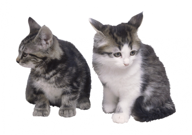 貓_貓咪_小貓_cat_PNG50421