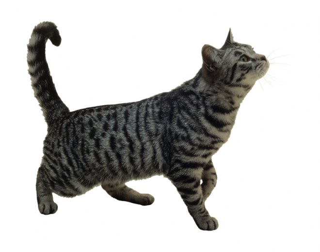 貓_貓咪_小貓_cat_PNG50426