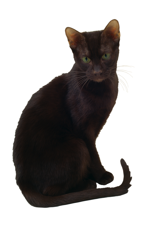 貓_貓咪_小貓_cat_PNG50468