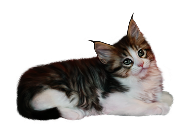 貓_貓咪_小貓_cat_PNG50420