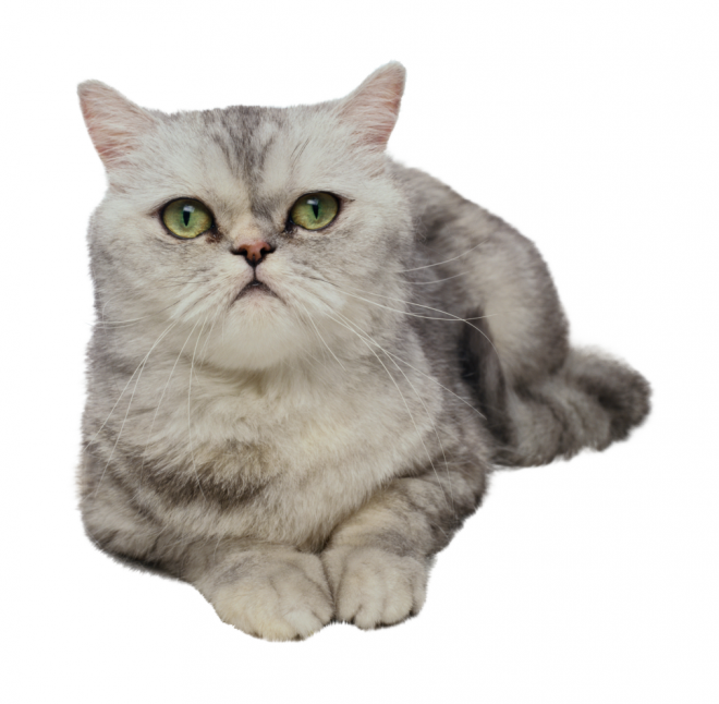 貓_貓咪_小貓_cat_PNG50472