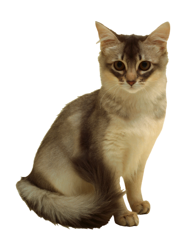 貓_貓咪_小貓_cat_PNG50456