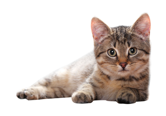貓_貓咪_小貓_cat_PNG50497