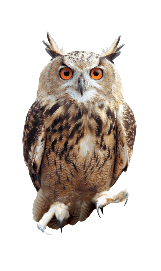 鳥_貓頭鷹_梟_鸮_owl_owl_PNG2