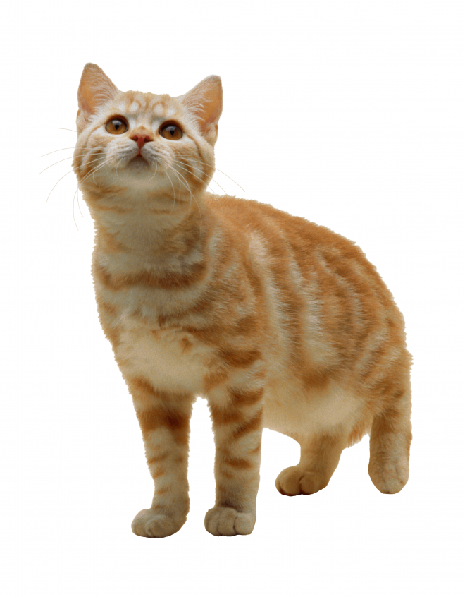 貓_貓咪_小貓_cat_PNG50487