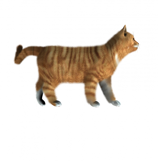 貓_貓咪_小貓_cat_PNG1633