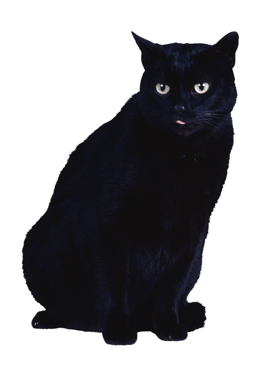 貓_貓咪_小貓_cat_PNG50419