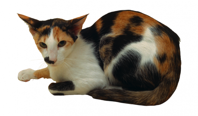 貓_貓咪_小貓_cat_PNG50481