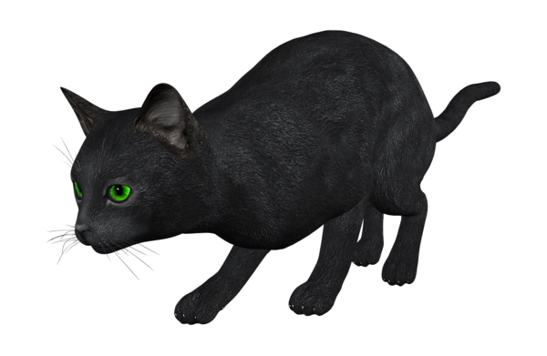 貓_貓咪_小貓_cat_PNG99