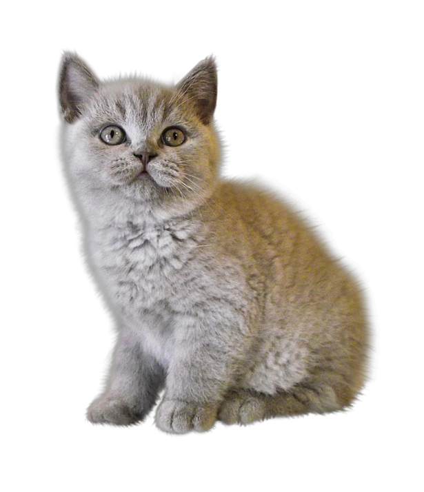 貓_貓咪_小貓_cat_PNG127
