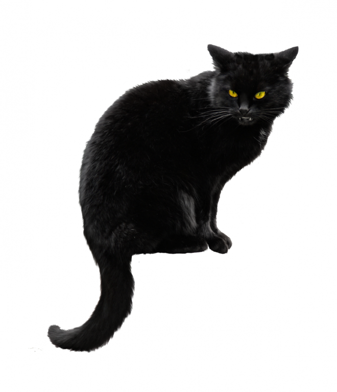 貓_貓咪_小貓_cat_PNG50505