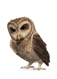 鳥_貓頭鷹_梟_鸮_owl_owl_PNG20