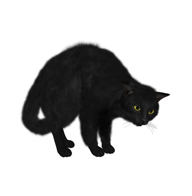 貓_貓咪_小貓_cat_PNG1616