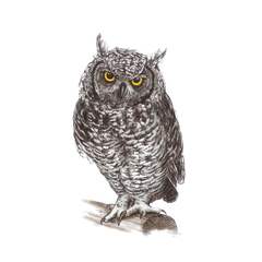 鳥_貓頭鷹_梟_鸮_owl_owl_PNG17