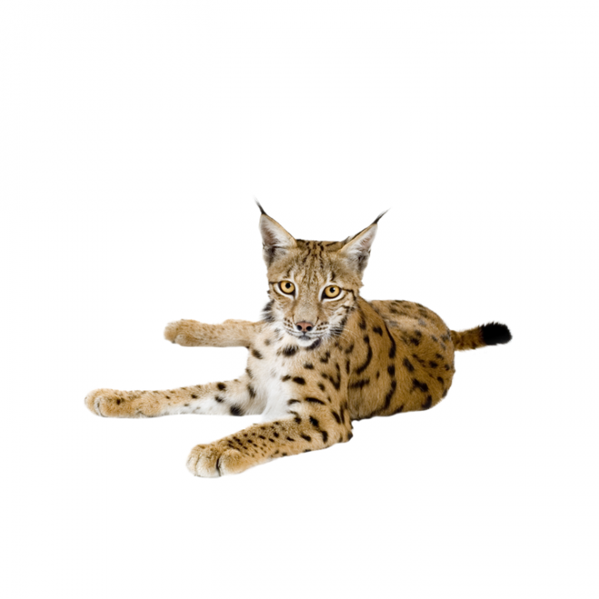 猞猁_山貍子_山貓_lynx_lynx_PNG4