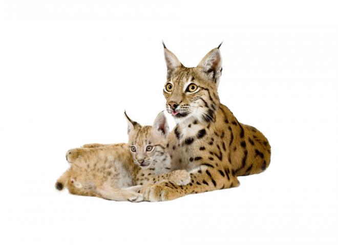 猞猁_山貍子_山貓_lynx_lynx_PNG5