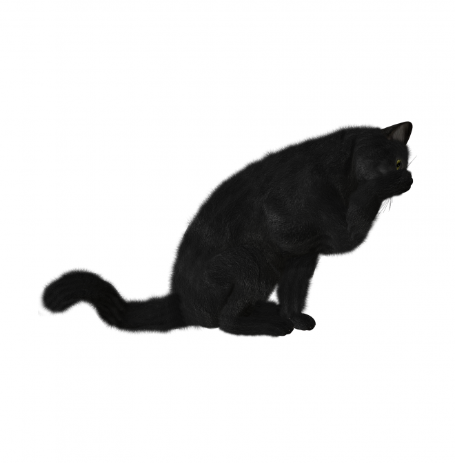 貓_貓咪_小貓_cat_PNG1623