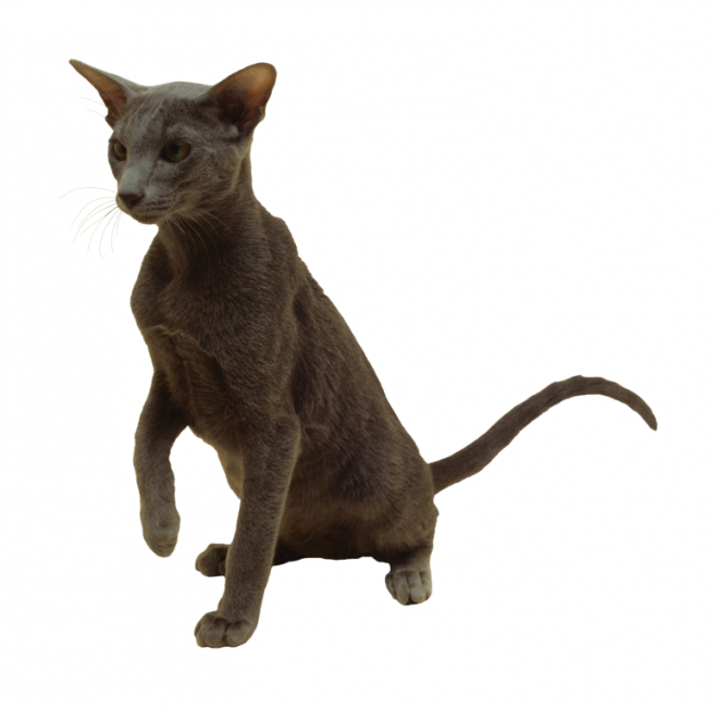 貓_貓咪_小貓_cat_PNG50475