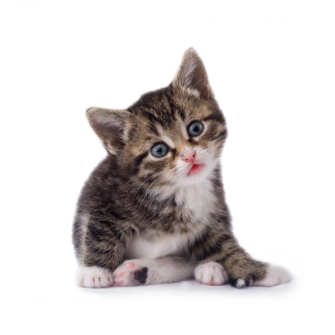 貓_貓咪_小貓_cat_PNG106
