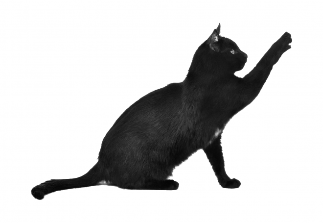 貓_貓咪_小貓_cat_PNG50499