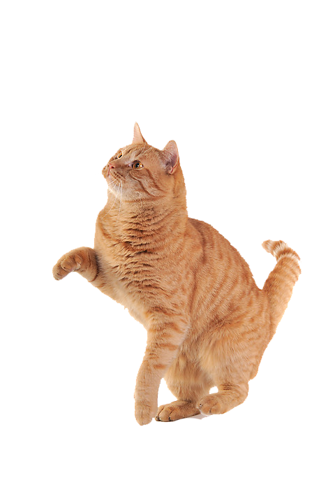 貓_貓咪_小貓_cat_PNG115