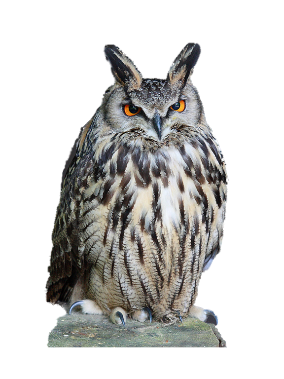 鳥_貓頭鷹_梟_鸮_owl_owl_PNG21