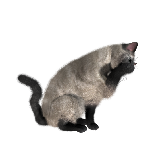 貓_貓咪_小貓_cat_PNG1634