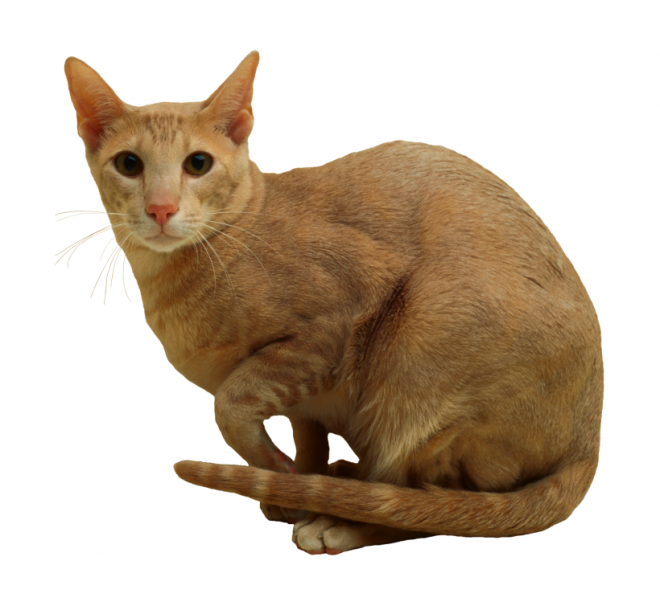 貓_貓咪_小貓_cat_PNG50460