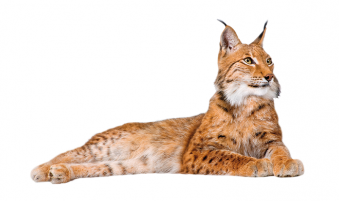 猞猁_山貍子_山貓_lynx_lynx_PNG9