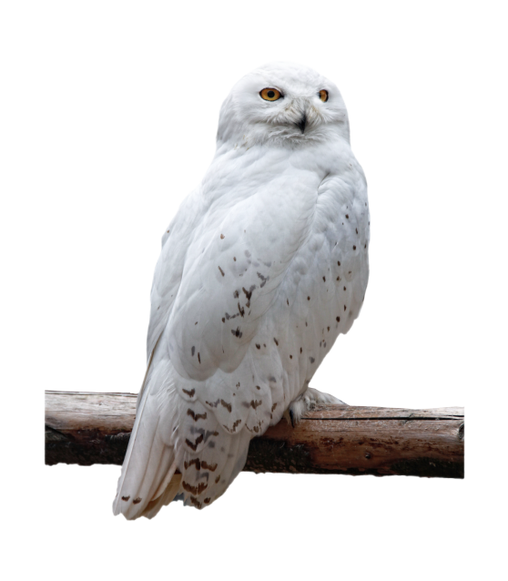 鳥_貓頭鷹_梟_鸮_owl_owl_PNG33