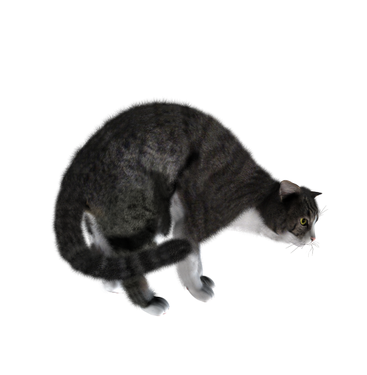 貓_貓咪_小貓_cat_PNG1635