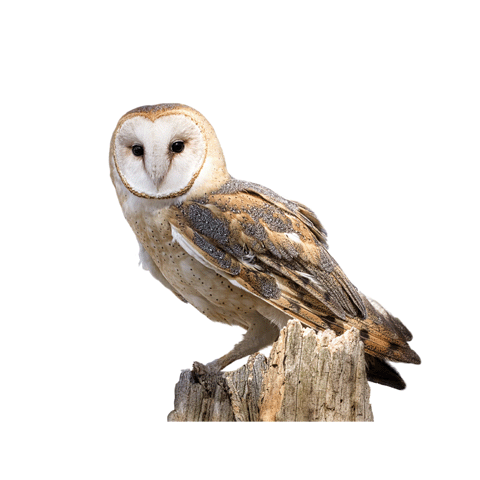 鳥_貓頭鷹_梟_鸮_owl_owl_PNG29