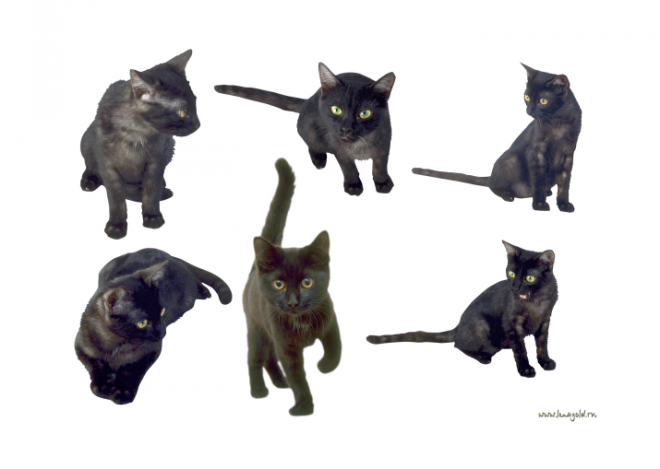 貓_貓咪_小貓_cat_PNG50418