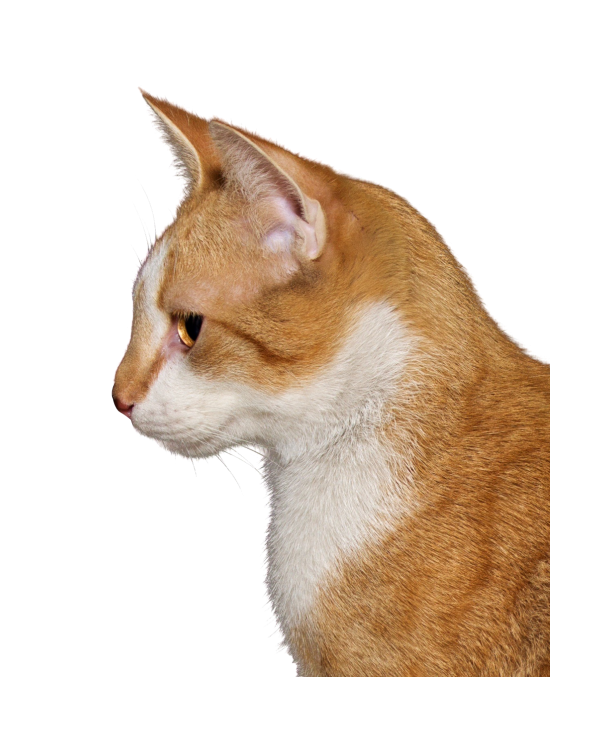 貓_貓咪_小貓_cat_PNG50518
