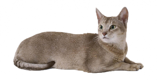 貓_貓咪_小貓_cat_PNG50516