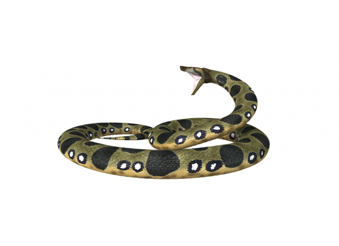 蟒蛇_(dá)anaconda_大蛇_(dá)anaconda
