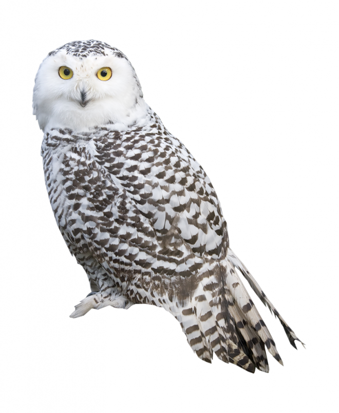 鳥_貓頭鷹_梟_鸮_owl_owl_PNG35