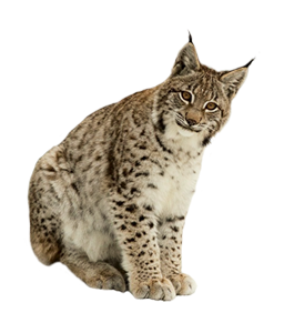 猞猁_山貍子_山貓_lynx_lynx_PNG13