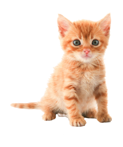貓_貓咪_小貓_cat_PNG118