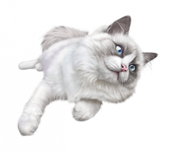 貓_貓咪_小貓_cat_PNG50549