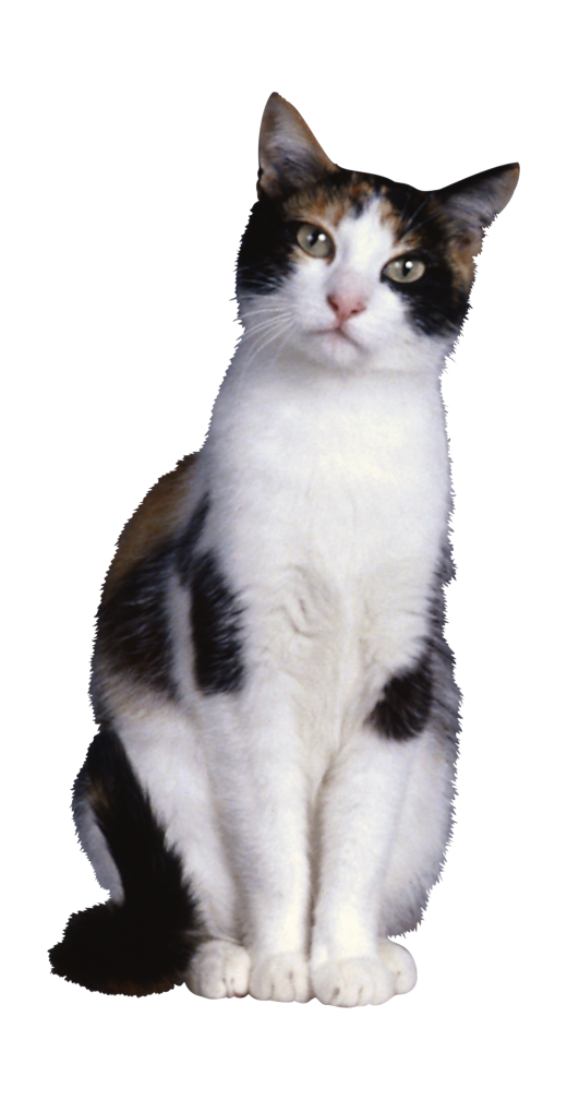 貓_貓咪_小貓_cat_PNG50422