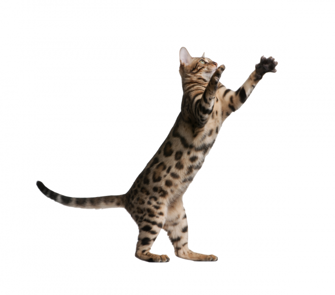 貓_貓咪_小貓_cat_PNG50512