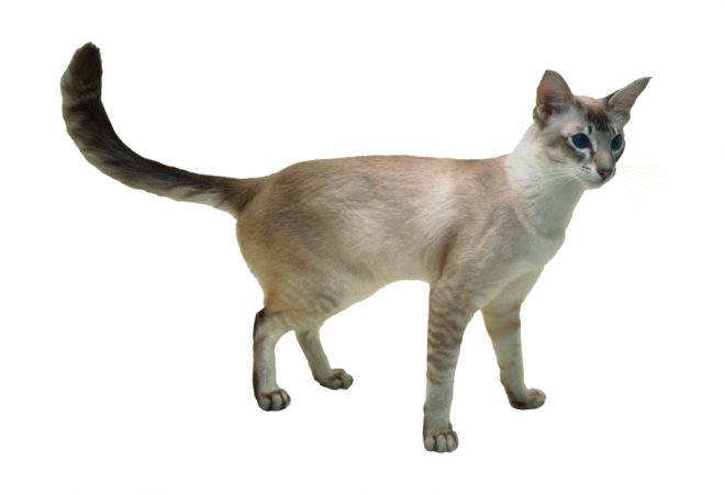 貓_貓咪_小貓_cat_PNG50455