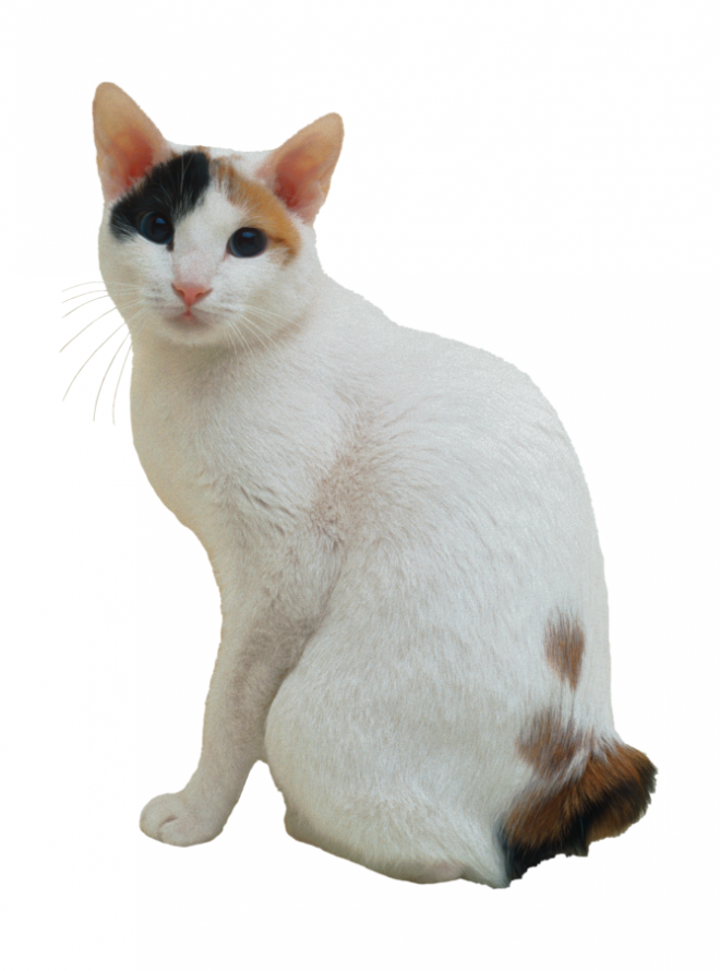 貓_貓咪_小貓_cat_PNG50471