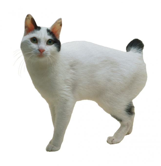 貓_貓咪_小貓_cat_PNG50470