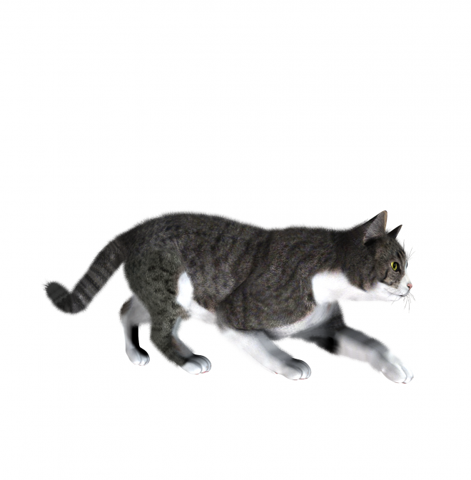 貓_貓咪_小貓_cat_PNG111