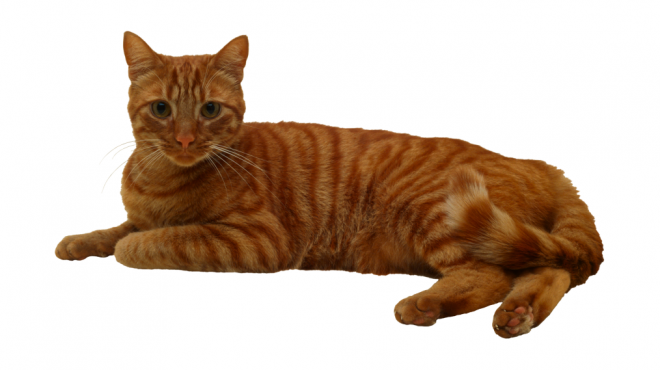貓_貓咪_小貓_cat_PNG50462