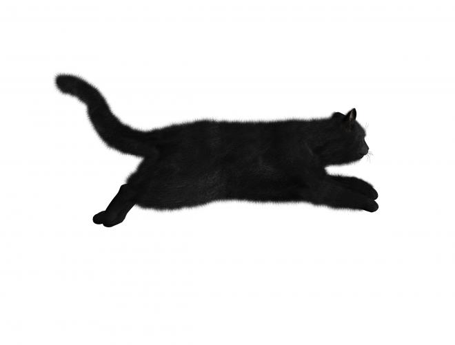 貓_貓咪_小貓_cat_PNG1622