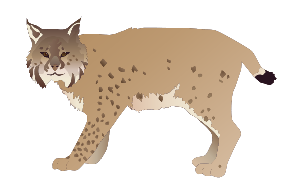 猞猁_山貍子_山貓_lynx_lynx_PNG12